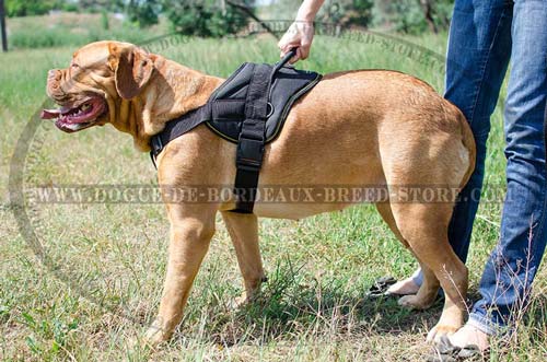 Dog Harness for Dogue de Bordeaux Pulling and Tracking Work