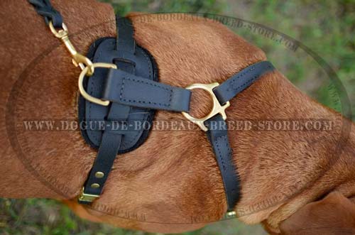 Great Light Weight Dogue de Bordeaux Breed Harness Made of Leather