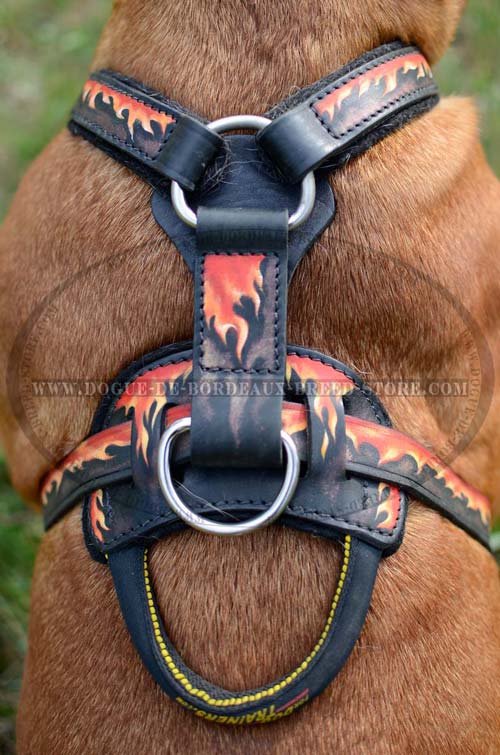 Exclusive training harness for Dogue de Bordeaux breed with wide chest plate