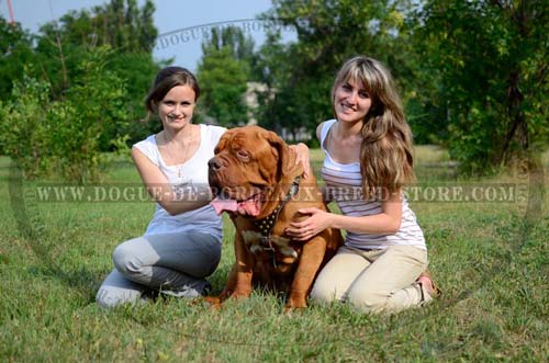 Full Grain Leather Walking Harness for French Mastiff with Brass Studs