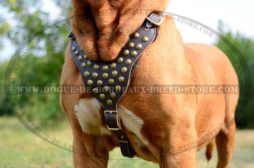 French Mastiff Dog Harness Adjustable with Brass Round Studs Decoration