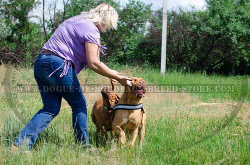 Nylon Dog Harness for Pulling with Reflective Trim