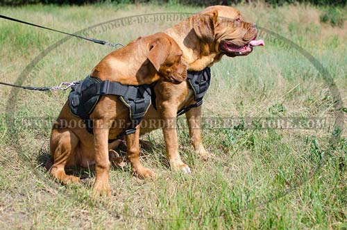 Nylon Dogue de Bordeaux Harness for Training with Wide Chest Plate