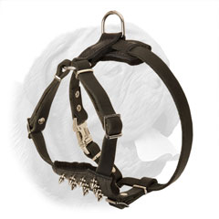 Stylish riveted spikes for Dogue de Bordeaux harness