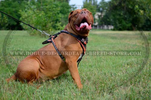 Strong dog harness for Dogue de Bordeaux breed with wide chest plate
