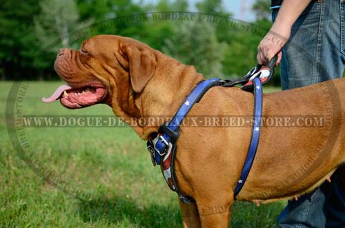 Training Dog Harness Made of Full Grain Leather for Dogue de Bordeaux Breed