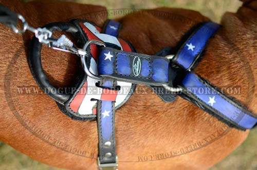 Dogue de Bordeaux Breed Leather Harness with Wide Straps Stitched for Additional Durability