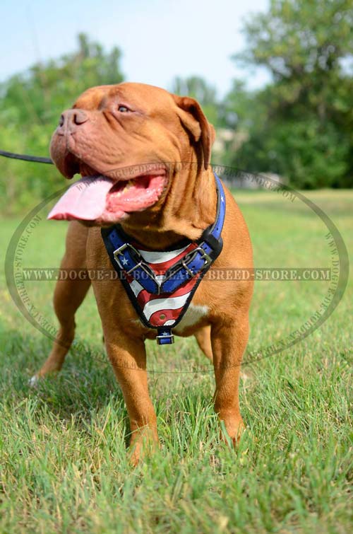 Strong Exclusive Harness for Dogue de Bordeaux Breed