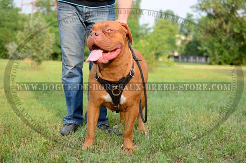 Light Weight Tracking Leather Dog Harness for Dogue de Bordeaux Breed