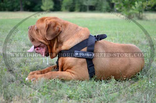 French Mastiff Nylon Dog Harness with ID Patches for Patrolling