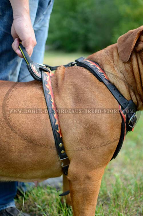 Handcrafted training-walking harness for Dogue de Bordeaux breed