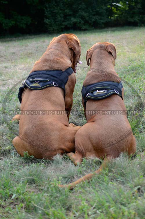 Strong Nylon Harness for Dogue de Bordeaux