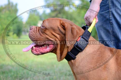 Extra Wide Dogue de Bordeaux Nylon Collar with Comfortable Handle and Specially Constructed Quick Release Buckle