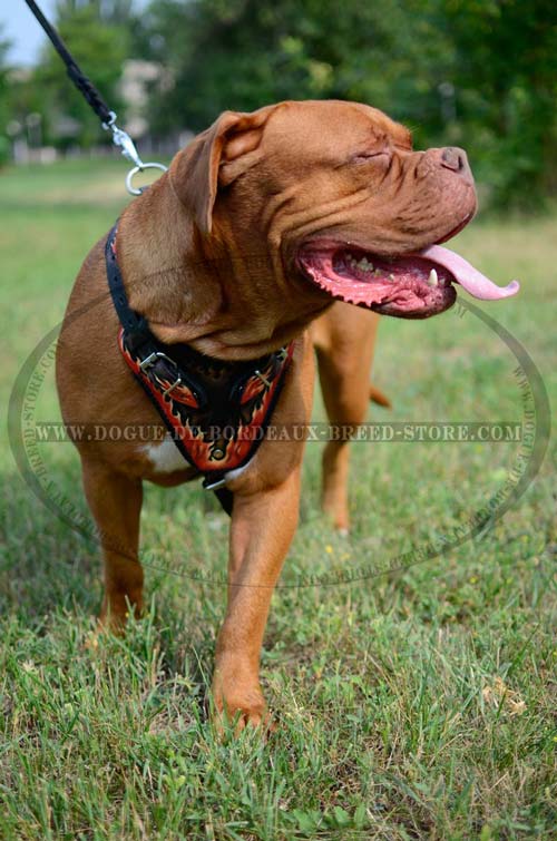 Heavy Duty Dogue de Bordeaux Breed Harness with Flames Painting