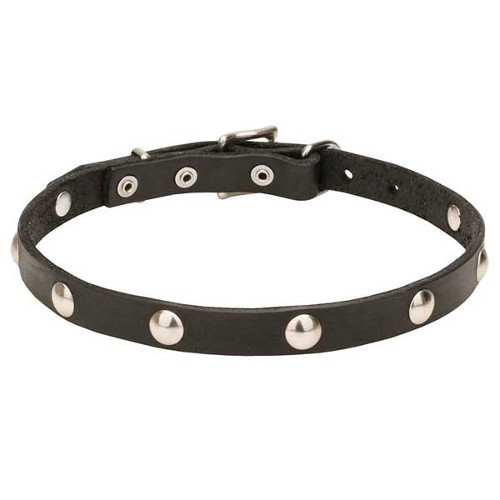 Dogue de Bordeaux Collar with Half-Ball Chrome Plated Studs