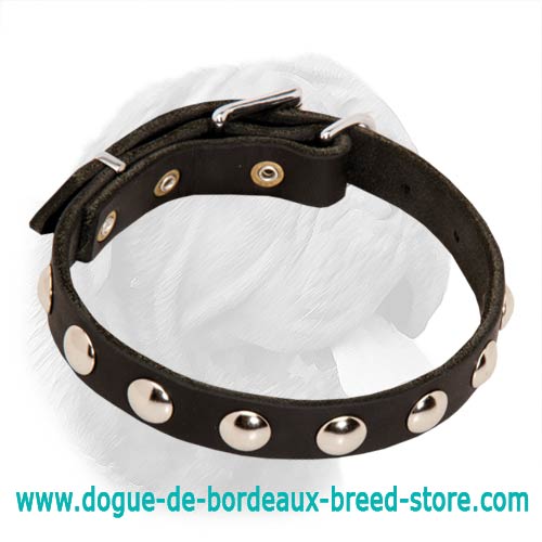 Splendid Dogue de Bordeaux Leather Collar with Nickel Studs