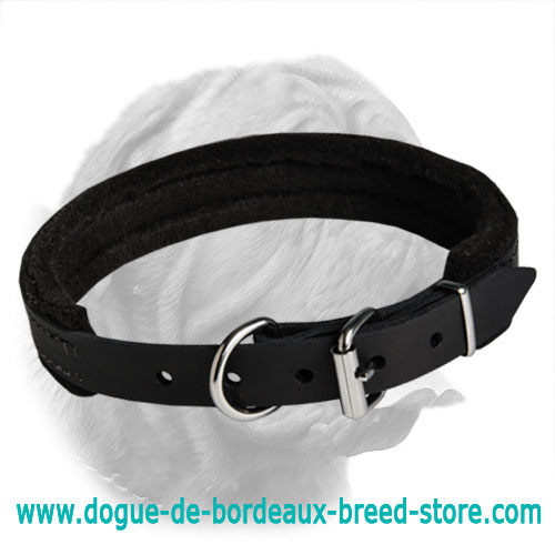 Dependable Padded Leather Collar for Dogue de Bordeaux