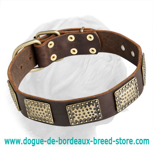 Awesome Dogue de Bordeaux Collar with Brass Plated Adornment