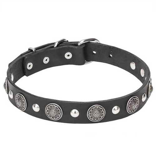 Leather Dogue de Bordeaux Collar with Silver-Like Conchos and Half-Ball Studs