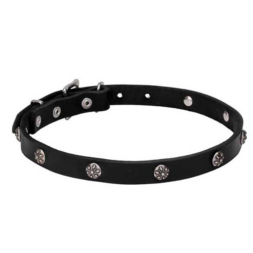 Leather Dogue de Bordeaux Collar with Chrome Plated Engraved Studs
