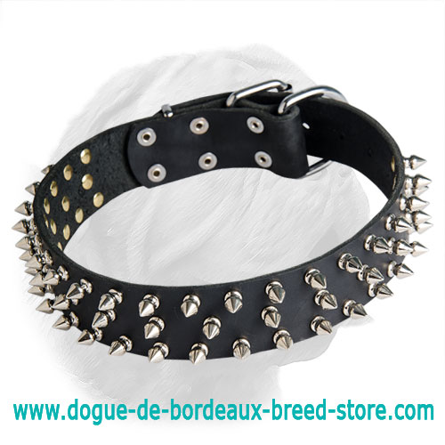 Leather Spiked Collar for Dogue de Bordeaux
