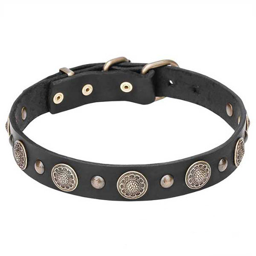 Stylish Leather Dogue de Bordeaux Collar with Brass Circles and Small Studs