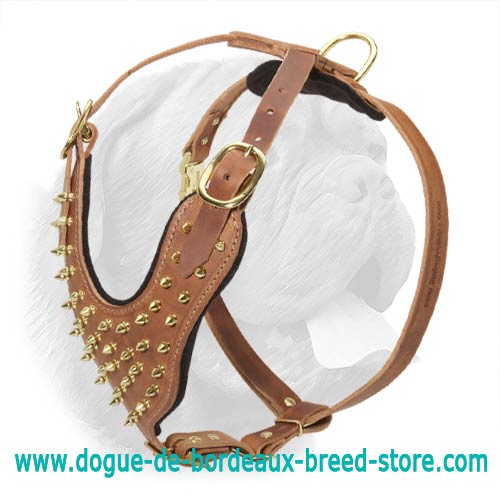 Leather Walking Harness for Dogue de Bordeaux with Brass Spikes