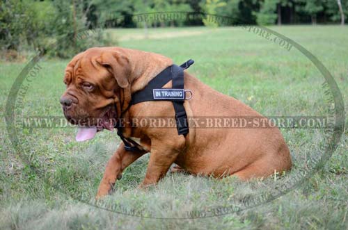 Multifunctional Nylon Rottweiler Harness with ID Patches [H17