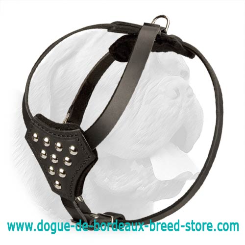 Stylish Leather Harness for Dogue de Bordeaux Puppies with Studs - Click Image to Close