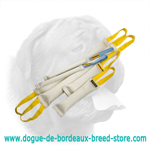 High Grade Training Set for Dogue de Bordeaux