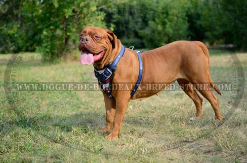 Exclusive Heavy Duty Training Harness with Hand Set Pattern for Dogue de Bordeaux