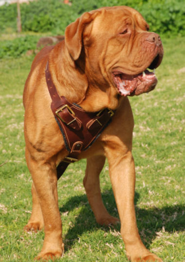 french mastiff bulldog