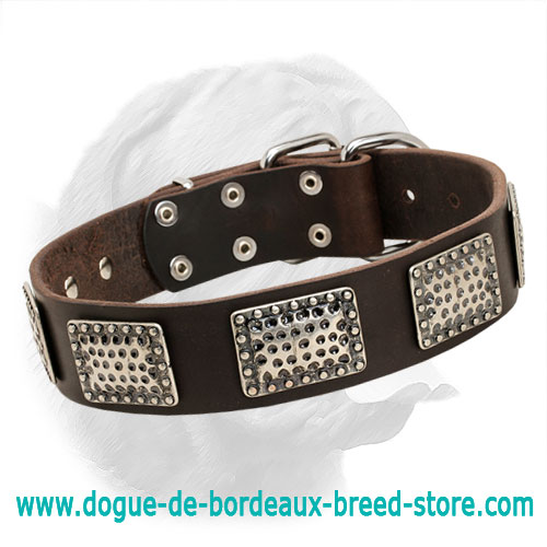 Strong Leather Dogue de Bordeaux Collar with Nickel Plated Hardware