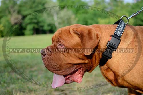 Extra Strong Dogue de Bordeaux Nylon Collar with Identification Patches - Click Image to Close
