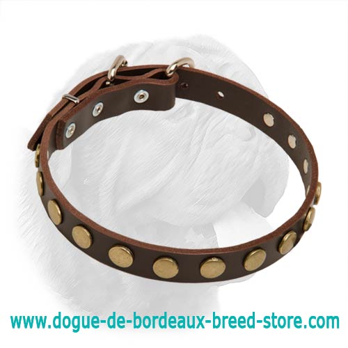Dogue de Bordeaux 1 Inch Wide Leather Buckle Collar for Walking/Training