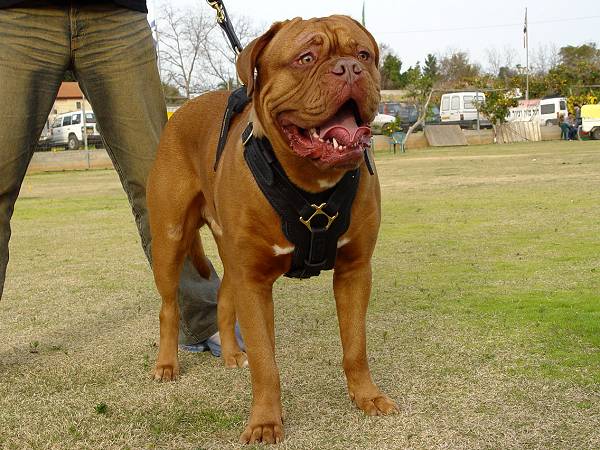 Strong Leather Dog  Harness for Dogue de Bordeaux Breed