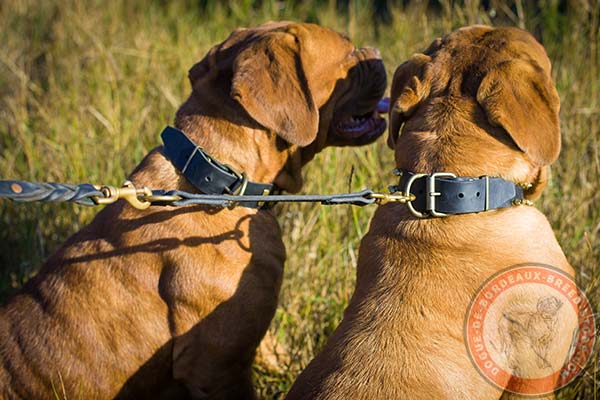 Dogue de Bordeaux leather leash with rust-proof brass plated hardware for improved control