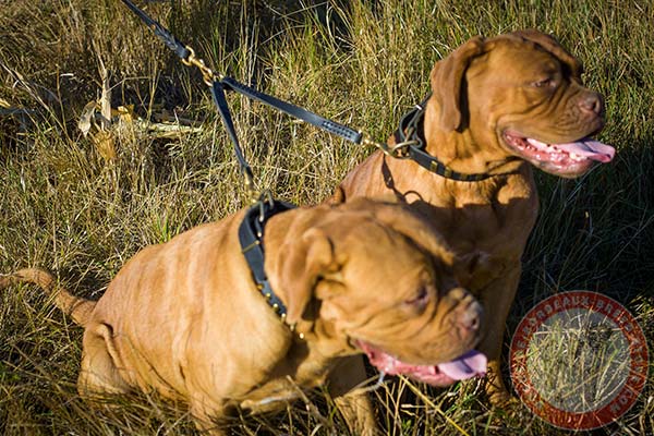 Dogue de Bordeaux leather leash of classic design with brass plated hardware for quality control